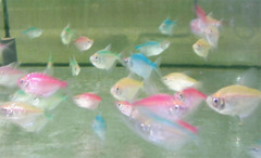 colourful tetra fish