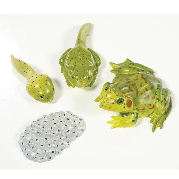 Frog Life Cycle Stages Large insect lore frog life cycle figures plastic classroom resource sq