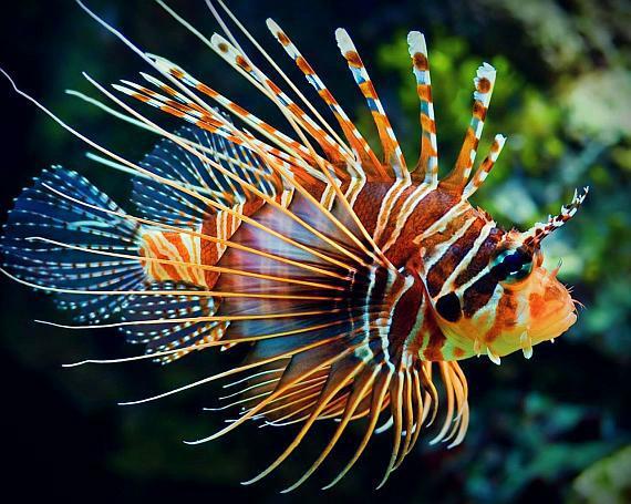 100 dwarf zebra lionfish