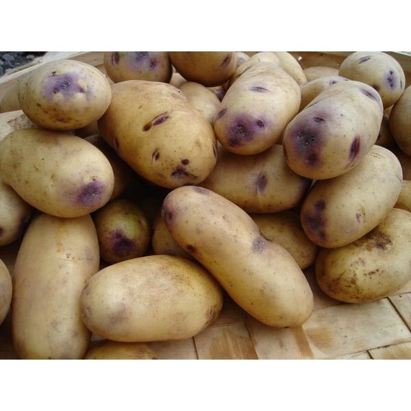 Catriona Seed Potato - Second Early - 2.5kg Large image