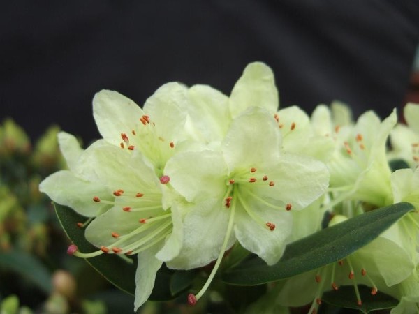 3L Shamrock Large 0e408289 f4bd 48ef a9e9 37352f0a8cf4