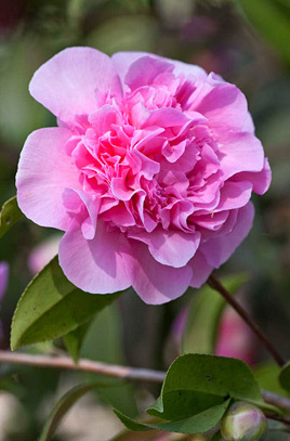 5L Debbie Camellias Large e226fba9 78de 4dee abb0 619fc969867c