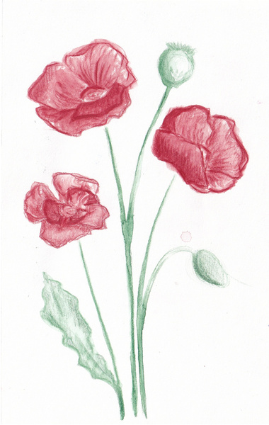 Large flic doodles poppies