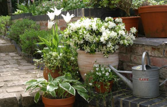 3L Snow White Azalea Large 31aec8b4 51ce 436b 9ff1 310348c43a85